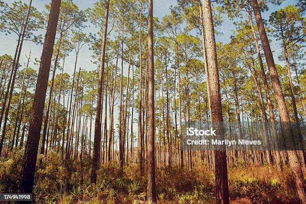 森の木の見上げる - 低湿地のストックフォトや画像を多数ご用意 - 低湿地, 樹木, アメリカ南部