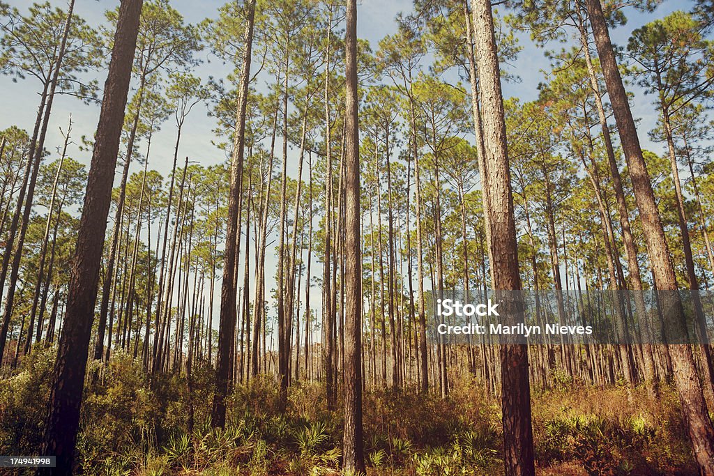 Olhando para cima em árvores de floresta - Royalty-free Pântano Foto de stock