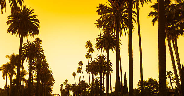 istock Palm tree at sunset on Beverly Hills, California - USA 174942179