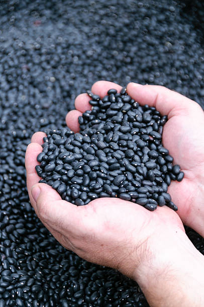istock Man holding a handful of black beans 174942252