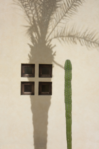 Stucco wall with four windows. A lone cactus appears to cast a shadow of a palm tree.