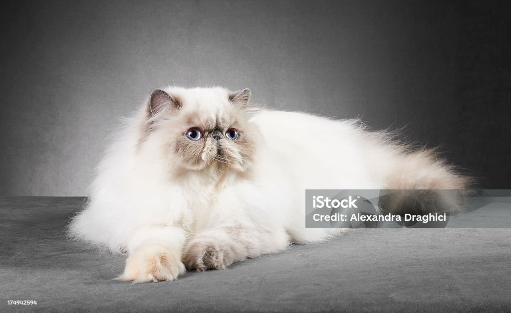 Y gato persa blanco crema - Foto de stock de Gato persa libre de derechos