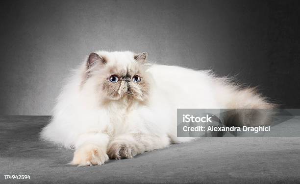 Gatto Persiano Bianco E Panna - Fotografie stock e altre immagini di Gatto persiano - Gatto persiano, Animale, Animale da compagnia