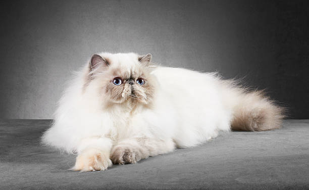 istock White and cream persian cat 174942594