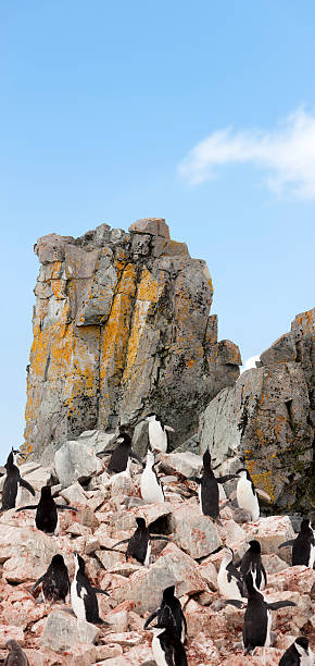 antarktis zügelpinguin colony - penguin chinstrap penguin antarctic peninsula ice floe stock-fotos und bilder