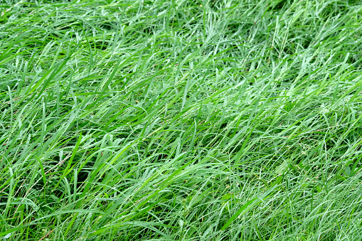Ornamental drought tolerance grass