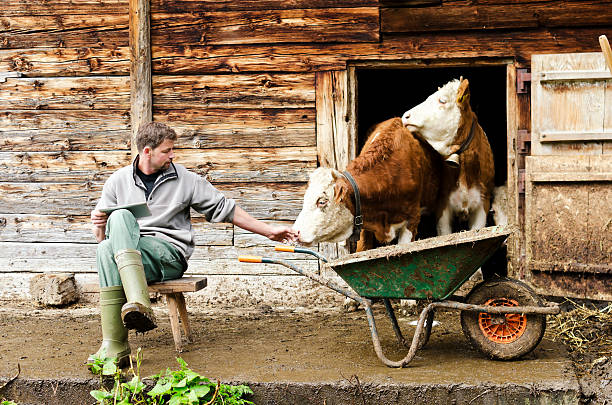 istock Swiss farmer next to cattle with digital tablet 174943031