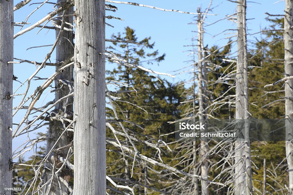 dead Bäume im Wald - Lizenzfrei Ast - Pflanzenbestandteil Stock-Foto
