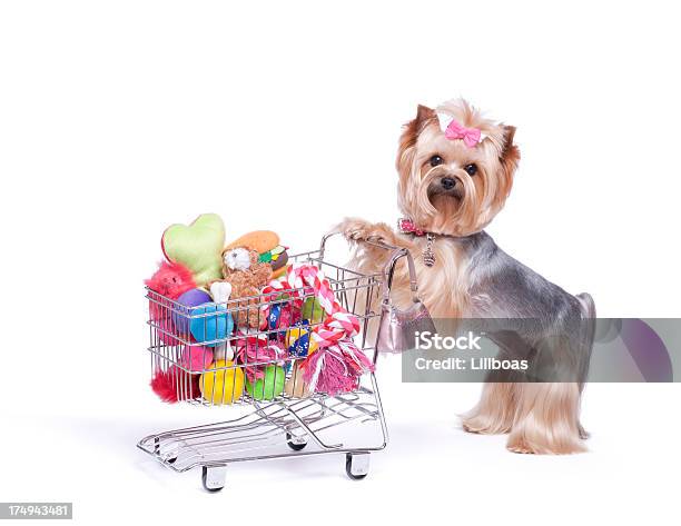 https://media.istockphoto.com/id/174943481/photo/yorkshire-terrier-shopping-for-toys.jpg?s=612x612&w=is&k=20&c=LHIev7QbdKWm2JQjlup8CV5iUGxofkGGtsLqMe0aw00=