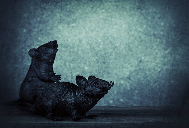 istock Gruesome Rat Couple 174943783