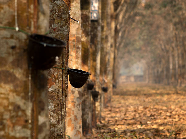 Rubber tree plantation Latex being collected from a tapped rubber trees at Srimangal rubber tree plantations in Bangladesh sylhet stock pictures, royalty-free photos & images