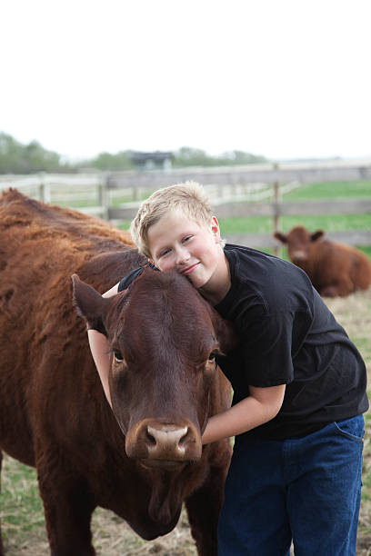 istock Boy with his 4-H Calf 174943977