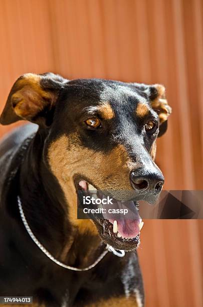 Doberman Pinscher - Fotografias de stock e mais imagens de Cão - Cão, Cão treinado, Doberman Pinscher