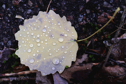 Raindrops on a leaf. Nature background macro closeup.