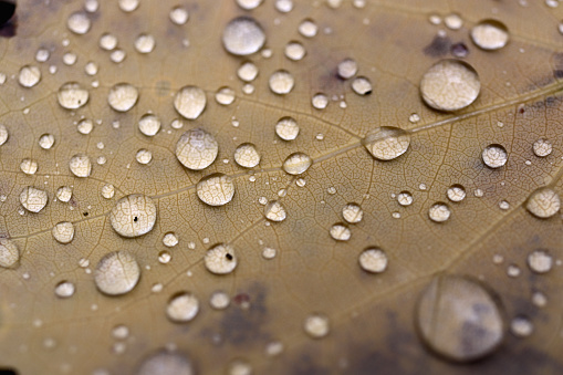 Water drops on a leaf. Nature background macro closeup.