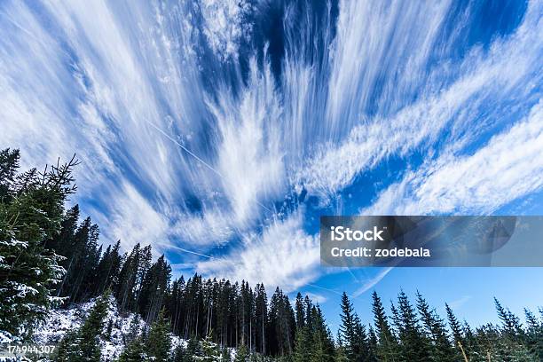 Árvores De Pinho E Céu Dramático - Fotografias de stock e mais imagens de Alpes Europeus - Alpes Europeus, Ao Ar Livre, Arbusto