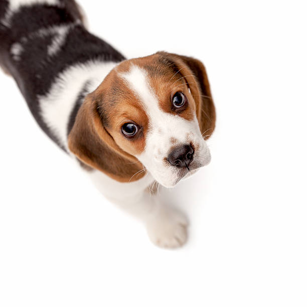 retrato de doce de beagle cachorrinho, isolado no fundo branco - obedience pets loneliness looking at camera - fotografias e filmes do acervo
