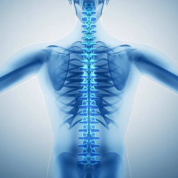 Photo of Human backbone