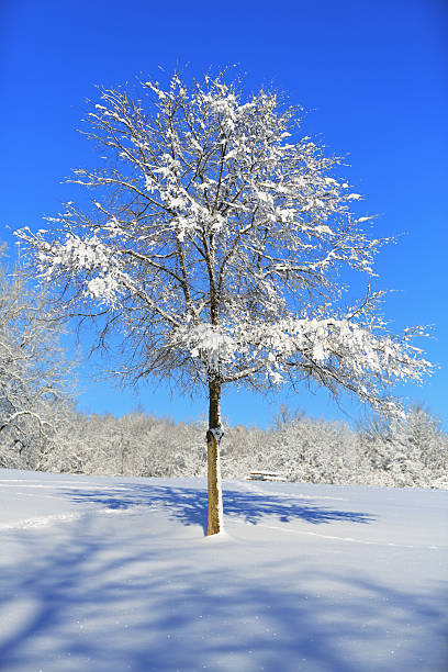 giovane albero in soffice neve - isweather2013 foto e immagini stock