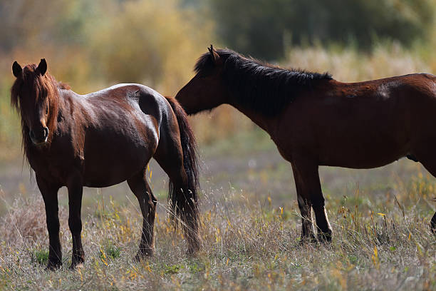istock Horse Posing in Pasture  Xinjiang, China 174944608
