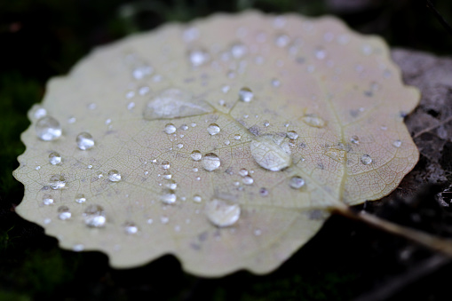 Rain drops on a leaf. Nature background macro closeup.