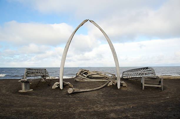 whalebones & imbarcazioni - north slope foto e immagini stock