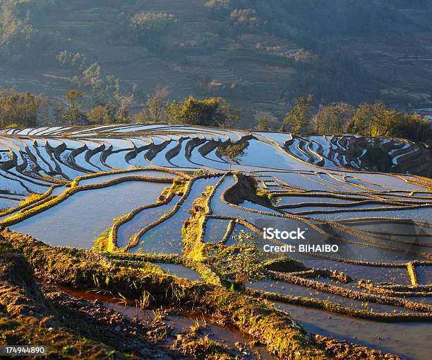 Yuanyang Campi Terrazzati - Fotografie stock e altre immagini di Acqua - Acqua, Agricoltura, Albero