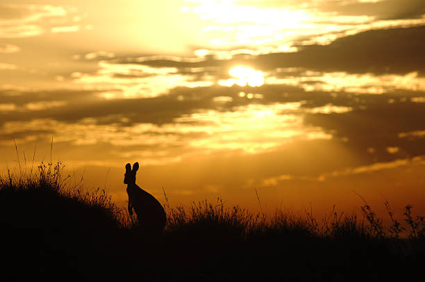 australian känguru umrisse auf den sonnenaufgang. - kangaroo outback australia sunset stock-fotos und bilder
