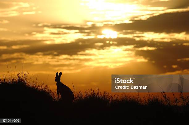 オーストラリアのカンガルーシルエットの日の出ます - カンガルーのストックフォトや画像を多数ご用意 - カンガルー, シルエット, 動物