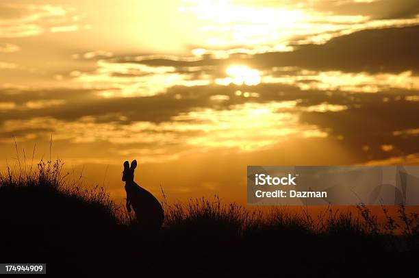 Canguru Australiano Silhouetted Ao Nascer Do Sol - Fotografias de stock e mais imagens de Canguru - Canguru, Silhueta, Animal