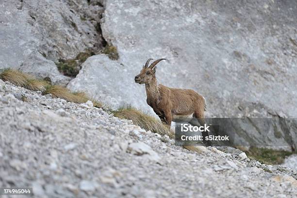 Альпийский Козёл Steinbock — стоковые фотографии и другие картинки Альпийский козёл - Альпийский козёл, Без людей, Гора