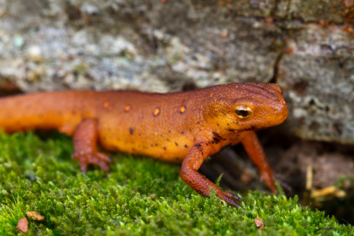 Eastern Red-Spotted Newt