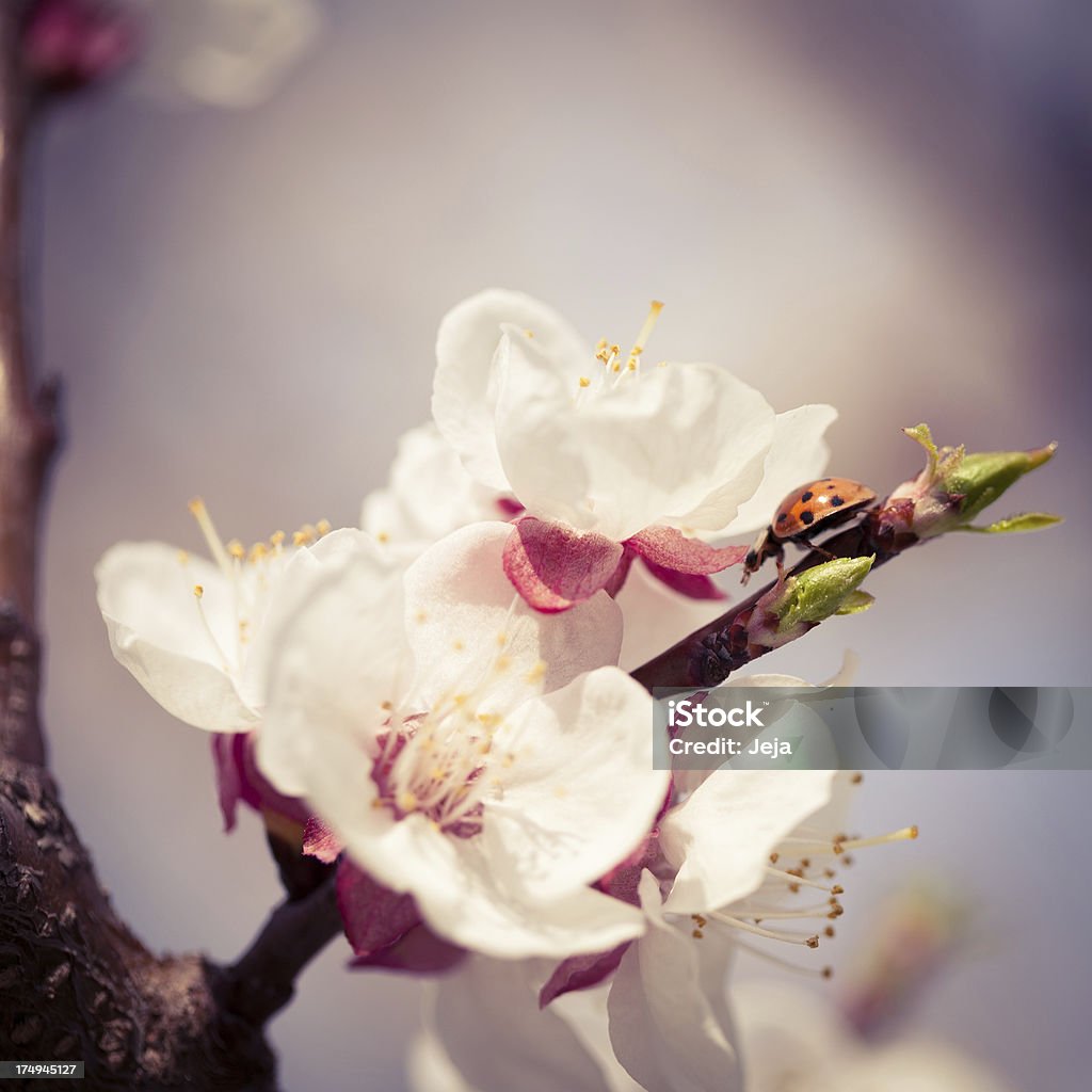 Mariquita en flor de cerezo - Foto de stock de Aire libre libre de derechos