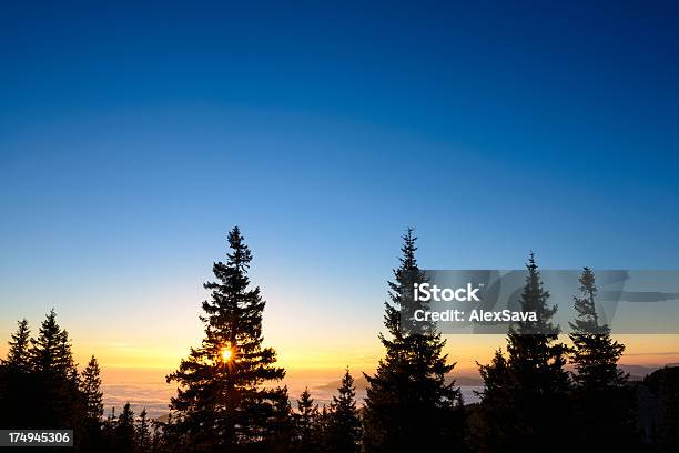 Nascer Do Sol Entre Árvores - Fotografias de stock e mais imagens de Amanhecer - Amanhecer, Azul, Beleza natural