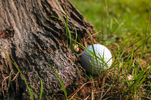 A golf ball resting on the grass.