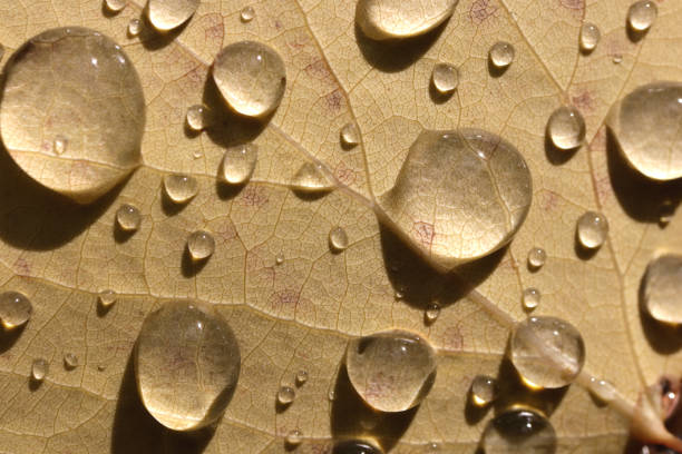 istock Rain drops on sunny yellow leaf. Fresh wet macro nature background. 1749456232
