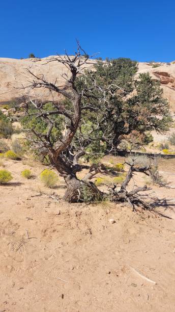 istock Trees that grow in arid place. 1749456397