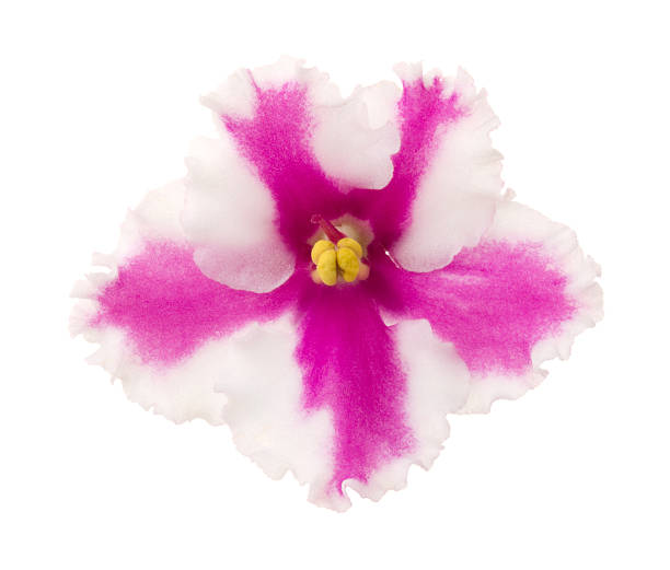 saintpaulia - stamen purple african violet clipping path zdjęcia i obrazy z banku zdjęć