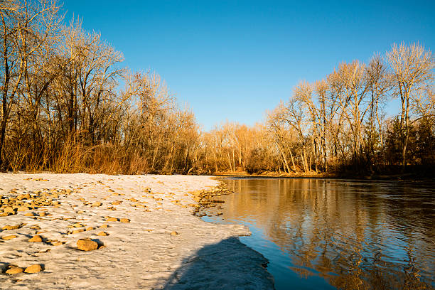 река бойсе - bare tree environment nature boise стоковые фото и изображения