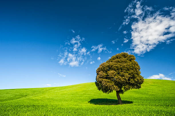 istock Tree on a green field against blue sky 174946216