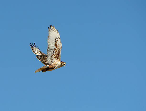 falcão em vôo mostra bela penas - rough legged hawk bird of prey hawk animals in the wild imagens e fotografias de stock