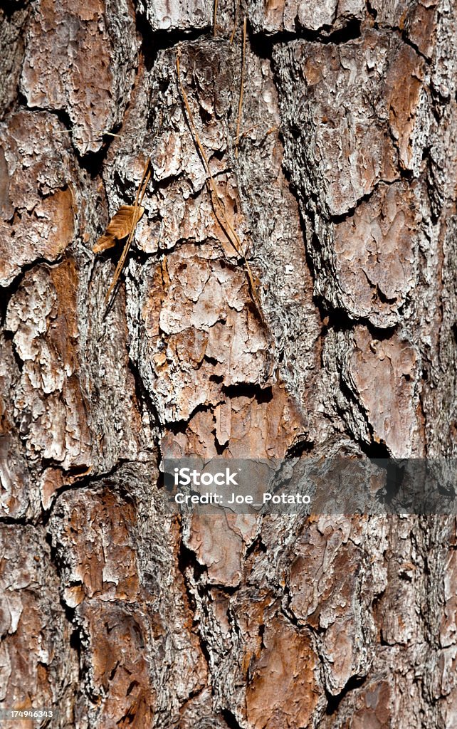 Casca de pinho - Foto de stock de Pinus Taeda royalty-free