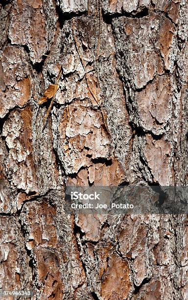 Foto de Casca De Pinho e mais fotos de stock de Pinus Taeda - Pinus Taeda, Casca de Árvore, Exterior