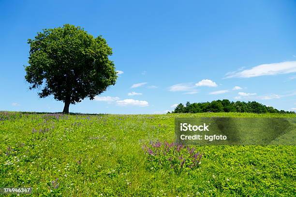 Feld Im Frühling Stockfoto und mehr Bilder von Abgeschiedenheit - Abgeschiedenheit, April, Baum