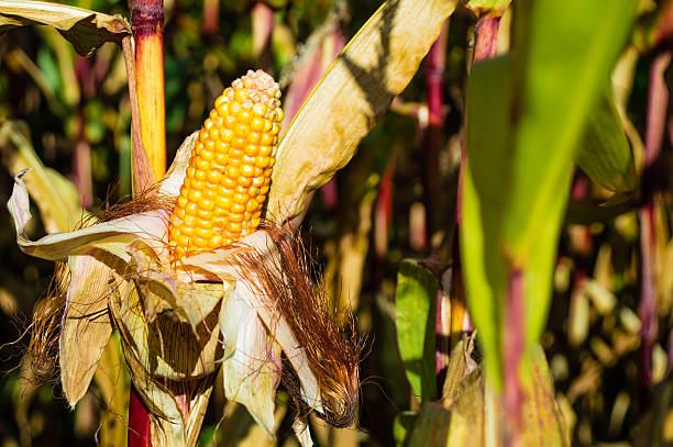 A close-up of a yellow corn crop before harvesting in autumn.