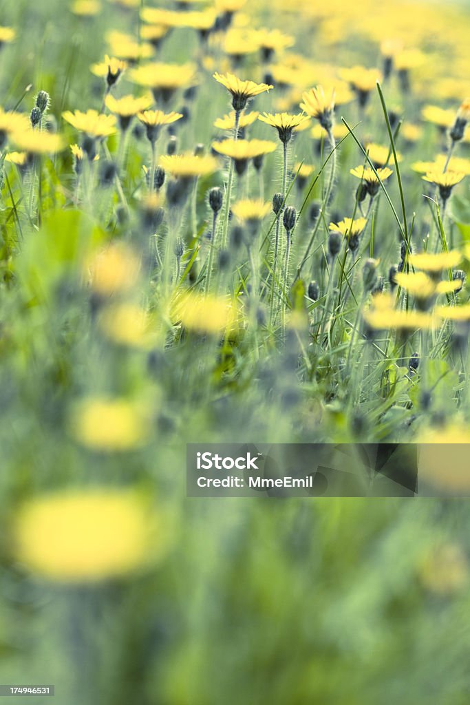 Hawkweed Field - Foto de stock de Amarelo royalty-free