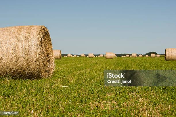 Feno - Fotografias de stock e mais imagens de Agricultura - Agricultura, Azul, Curva - Forma