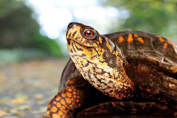 Tartaruga felice sul marciapiede - foto stock