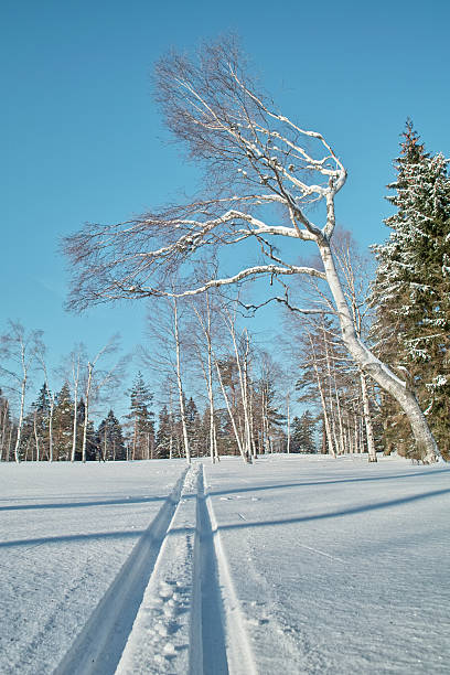 nívea invierno paisaje con cross country pista en la selva negra - cross country skiing black forest germany winter fotografías e imágenes de stock