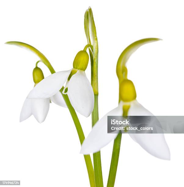 Foto de Três Snowdrops e mais fotos de stock de Branco - Branco, Cabeça da flor, Família do Lírio